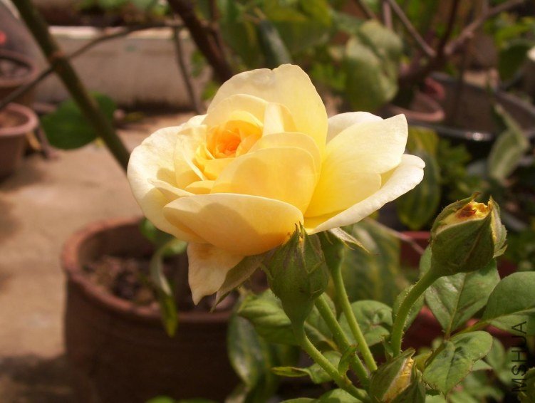 100_0516.JPG