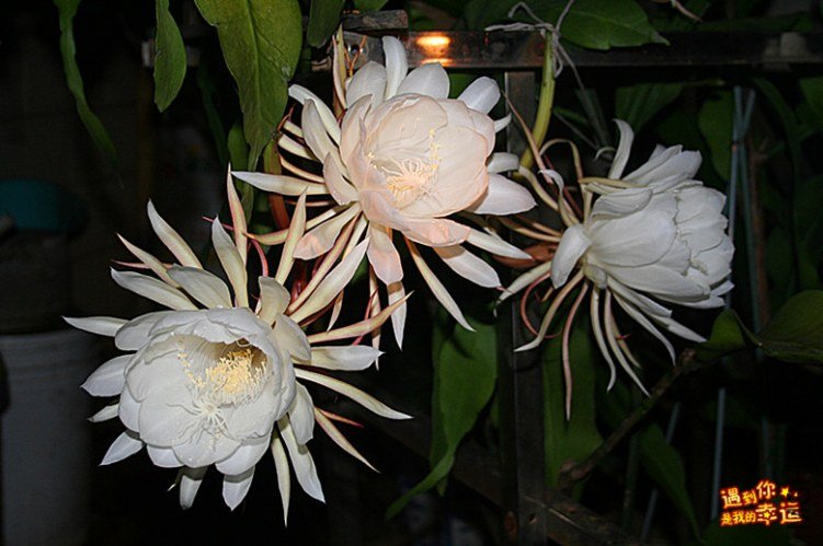 ��Ƭ 005_����.jpg