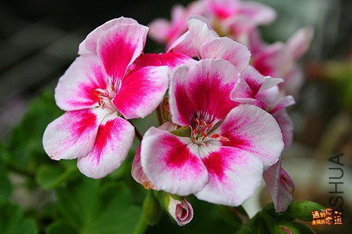 ��Ƭ 016_����.jpg