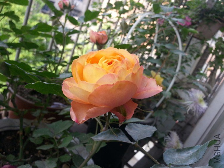 20130425_074628_����.jpg