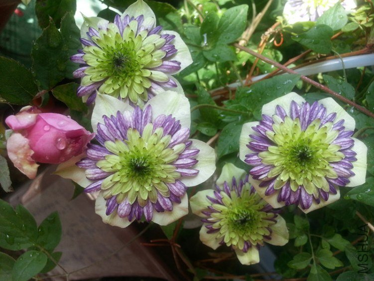 20130427_145018_����.jpg
