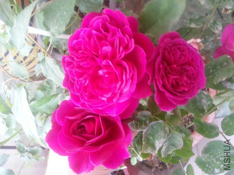 20130428_080911_����.jpg