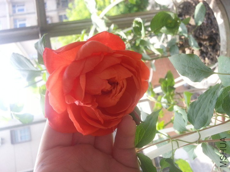 20130502_122646_����.jpg