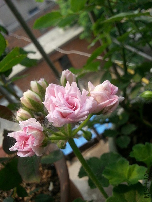 20130504_110754_����.jpg