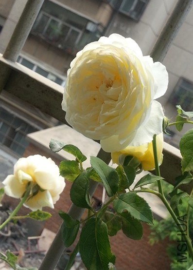 20130504_110907_����.jpg