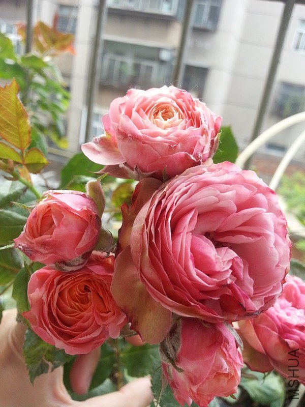 20130504_111036_����.jpg