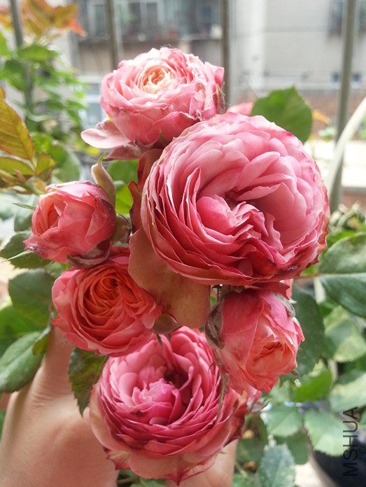 20130504_114815_����.jpg