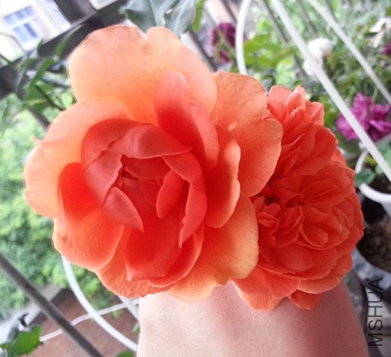 20130506_075638_����.jpg