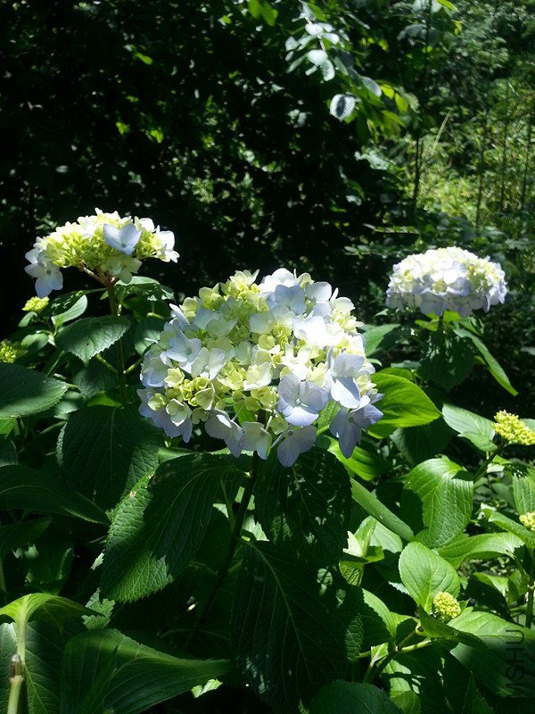 20130615_121915_����.jpg