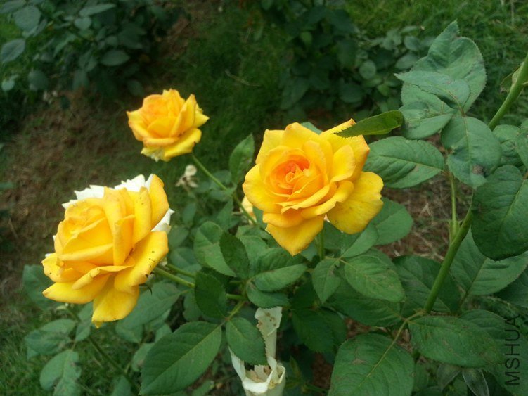 20130622_074837_����.jpg