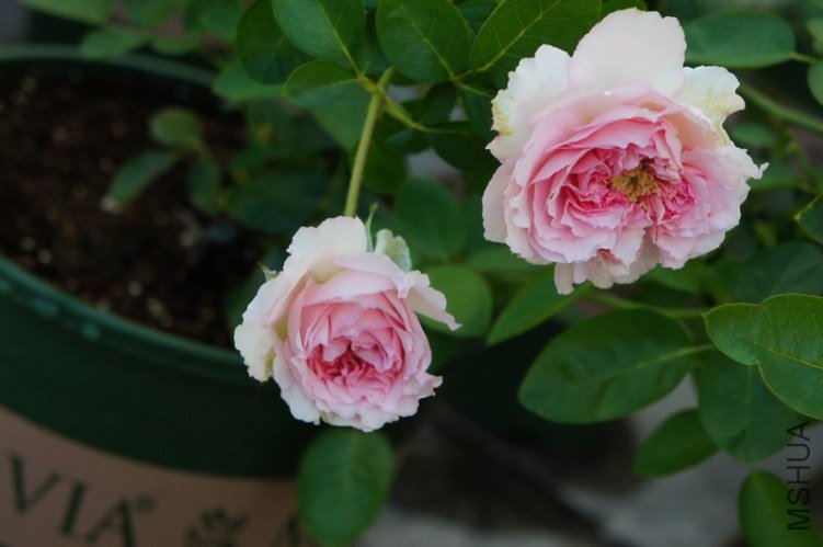 DSC09379.JPG