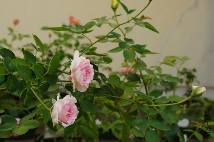 DSC09412.JPG