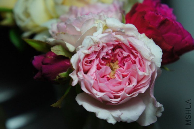 DSC09551.JPG