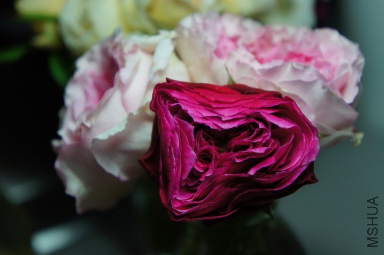 DSC09559.JPG