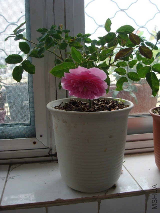 DSC02051.JPG