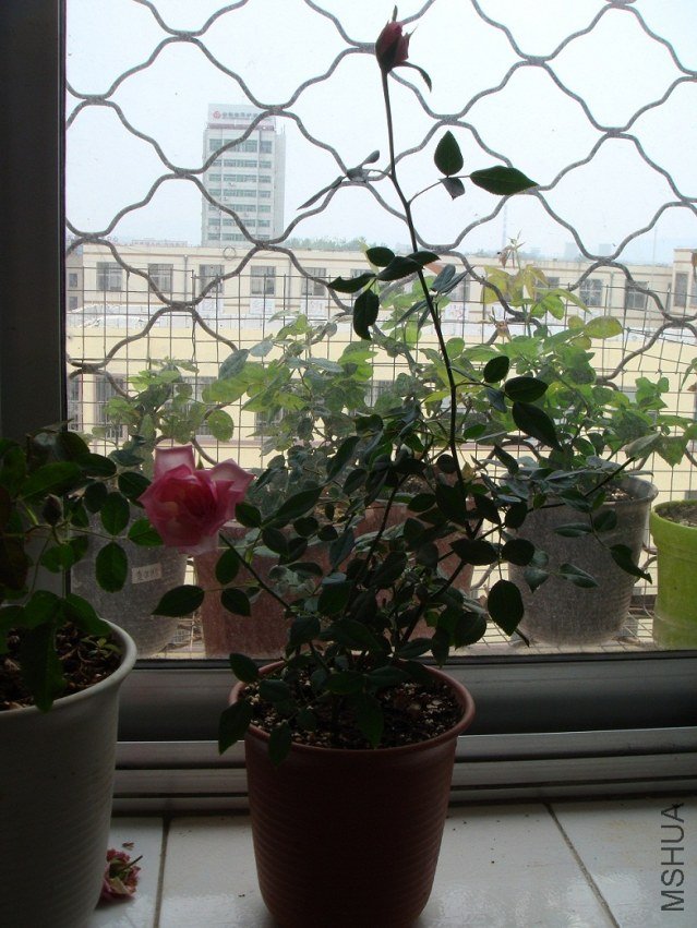 DSC02052.JPG