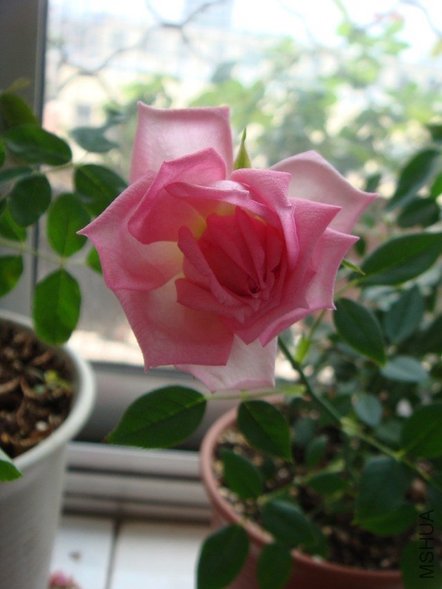 DSC02053.JPG