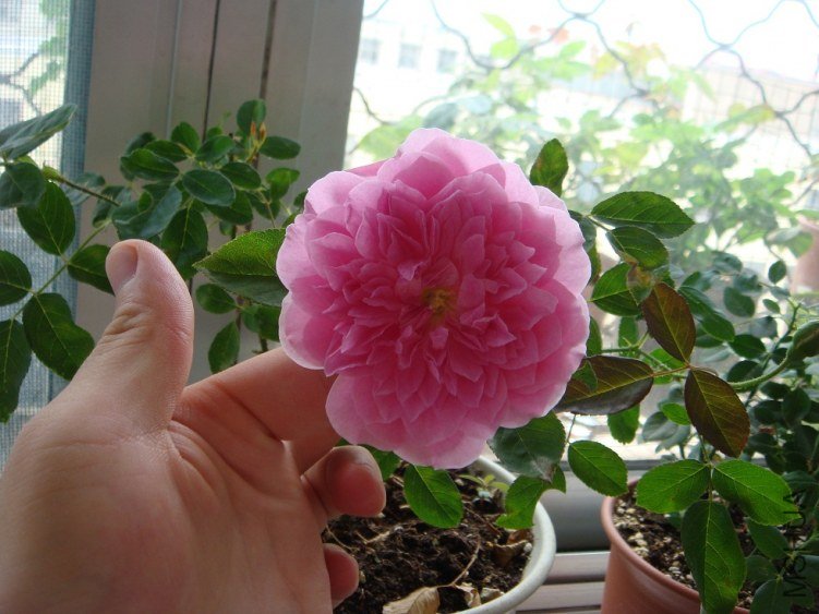 DSC02055.JPG