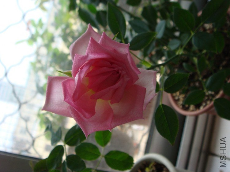 DSC02056.JPG