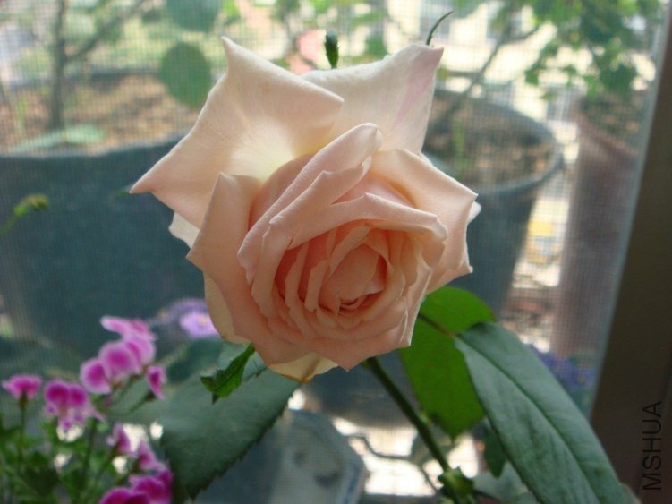 DSC02060.JPG