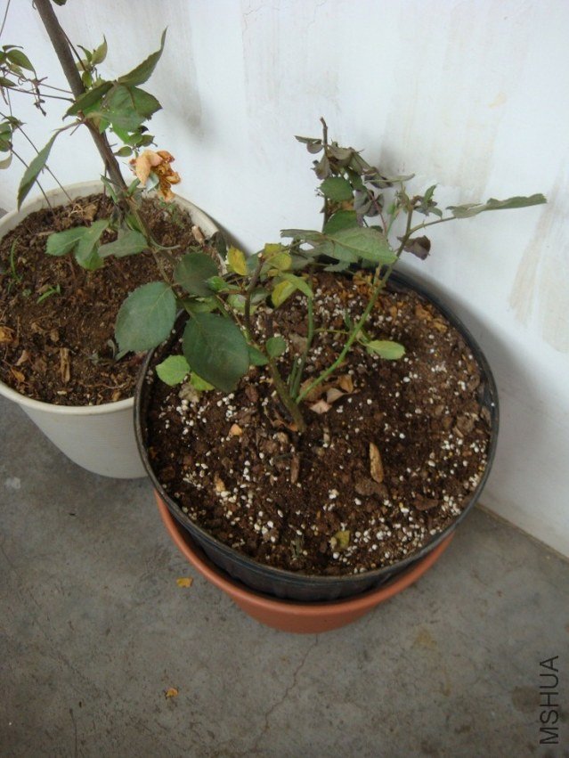 DSC02057.JPG