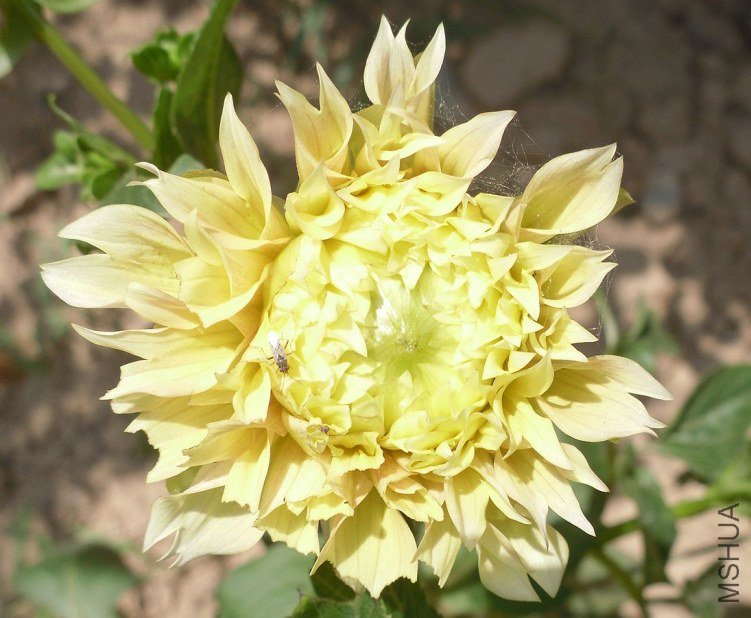 SDC11302.JPG