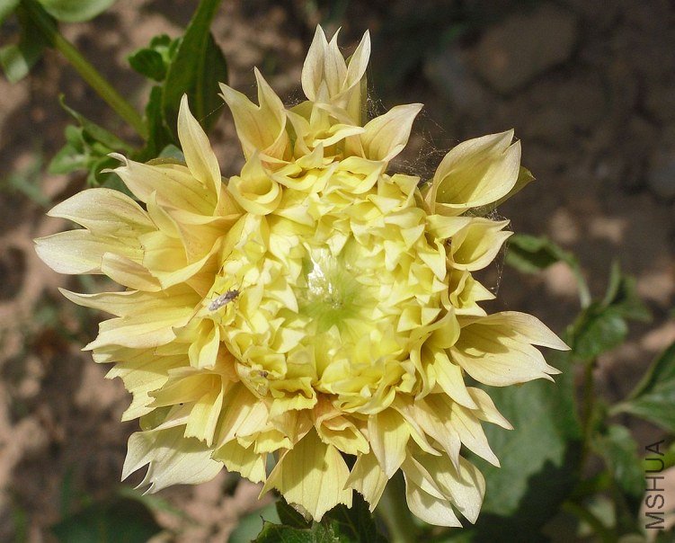 SDC11301.JPG