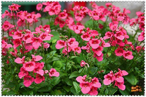 ��Ƭ 003_����.jpg