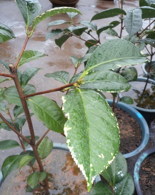 P6280003_������С_������С.JPG