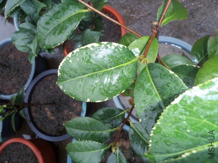 P6280004_������С_������С.JPG