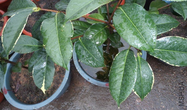 P6280005_������С_������С.JPG