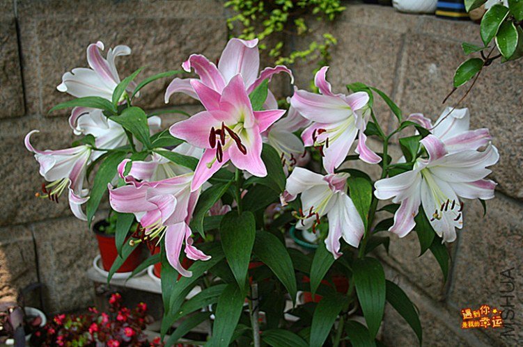 ��Ƭ 009_����.jpg