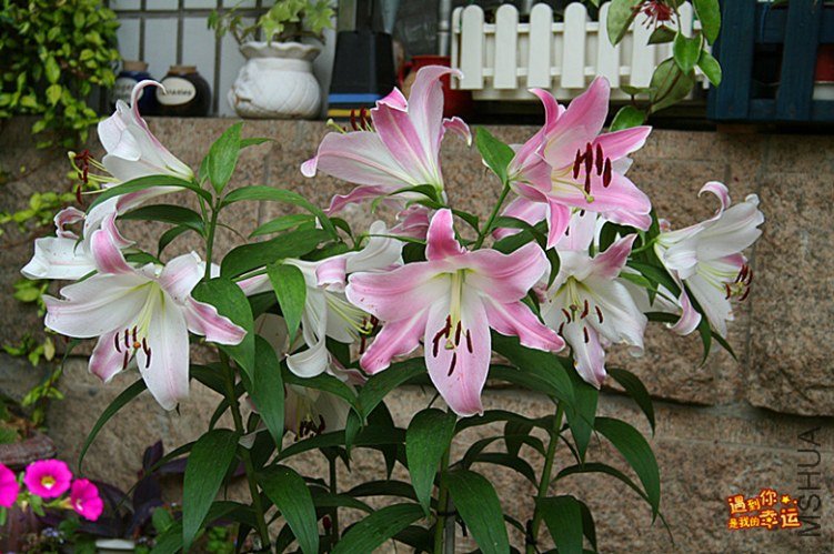 ��Ƭ 010_����.jpg