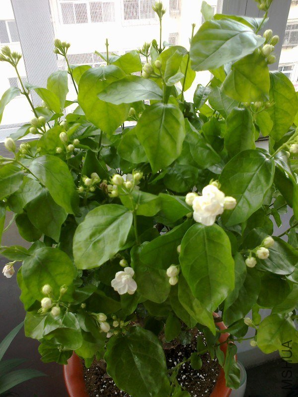 ������