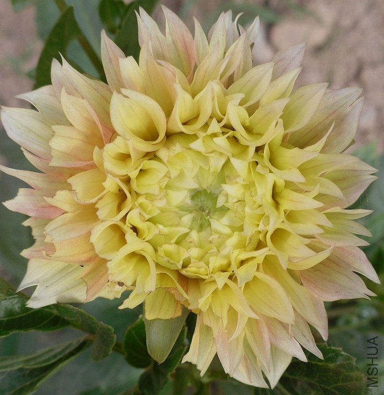 SDC11311.JPG
