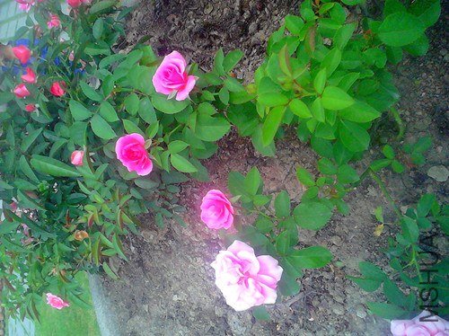 IMG_20130630_104050_����_����.jpg
