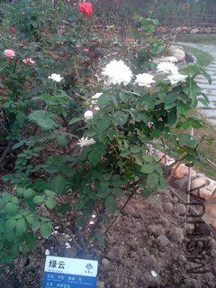 IMG_20130630_105449_����_����_����.jpg