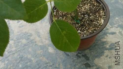 IMG_20130630_100053.jpg