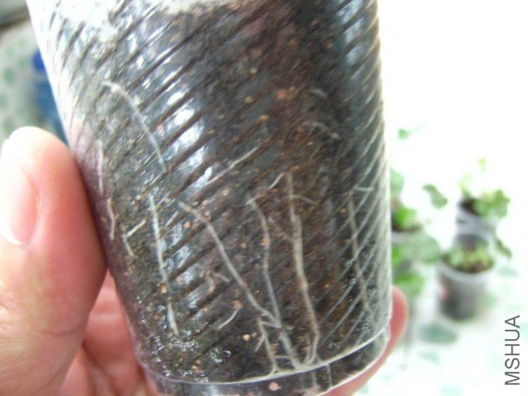 PICT8454.jpg