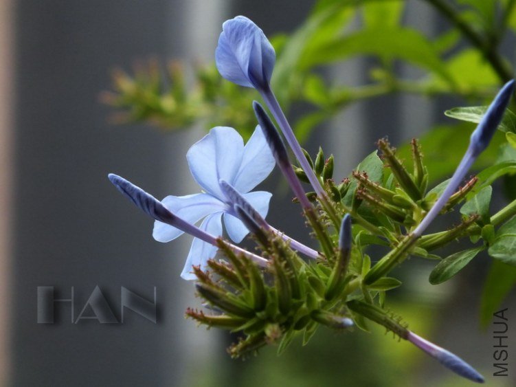 DSCF4379.JPG
