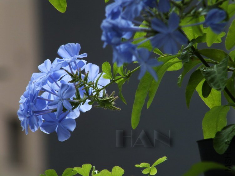 DSCF4996.JPG