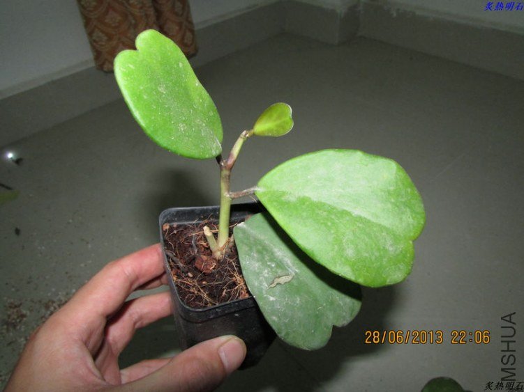 IMG_7737_nEO_IMG.jpg