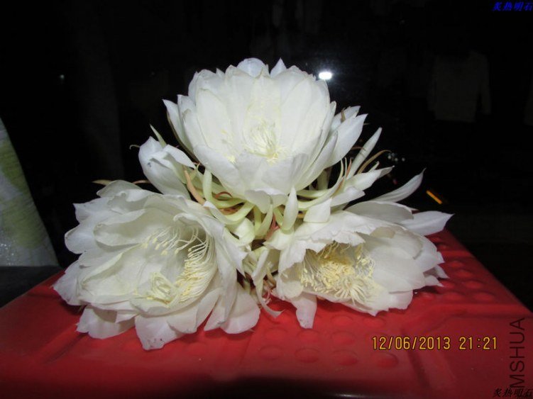 IMG_7350_nEO_IMG.jpg