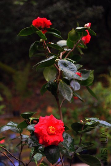 DSC_6830-SS.jpg