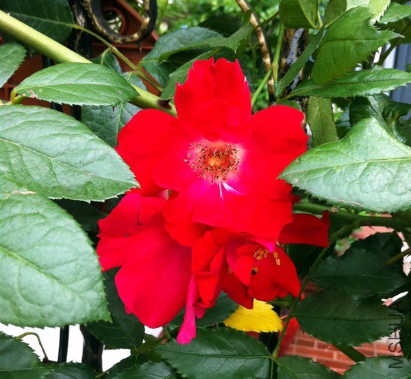 �����ɵ�20130701.jpg
