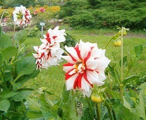 QQͼƬ20130701121137.jpg