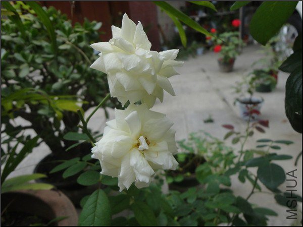 DSC05445.jpg