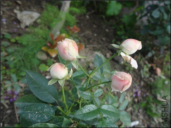 DSC05459.jpg