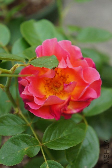 DSC08645x.jpg