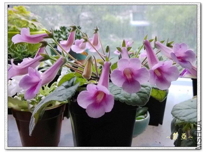 ����1-sinn spring song1.jpg